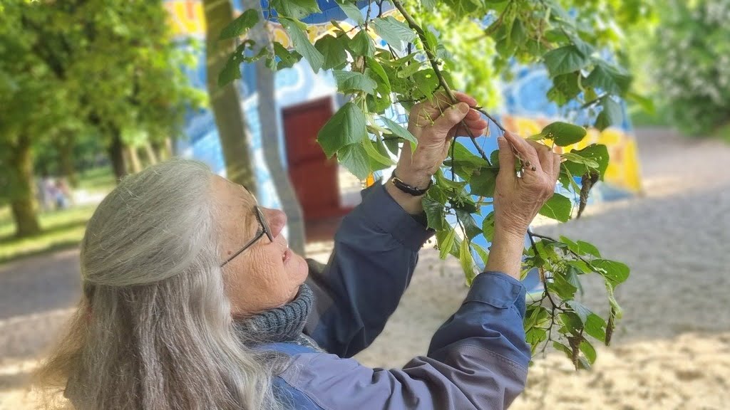 RTL Today - "More than just weeds": a phytologist's advice and tour of Luxembourg's medicinal plants