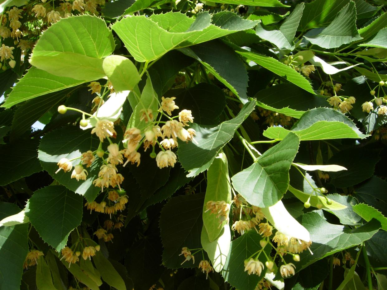 Species and hybrids of linden trees have been valued for centuries as a source of medicine and a variety of tonics.